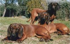 Bay. Gebirgsschwei�hund